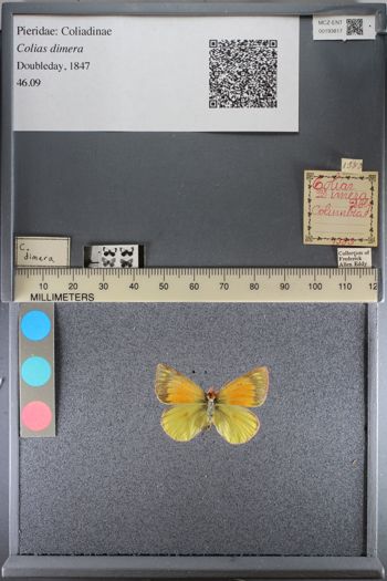 Media type: image;   Entomology 193817